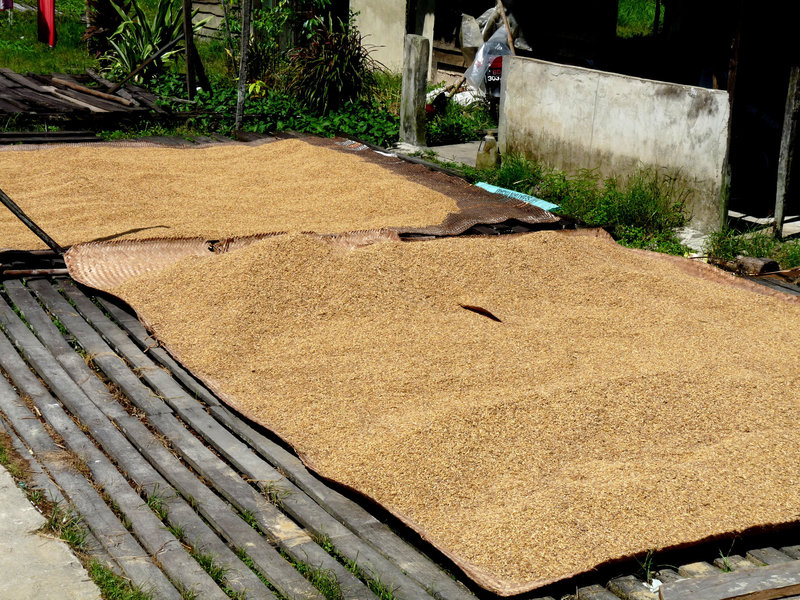 Rice on Rattan