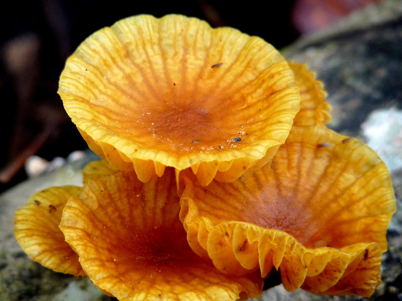 Orange Fungus