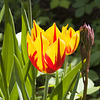 Tulpe 5