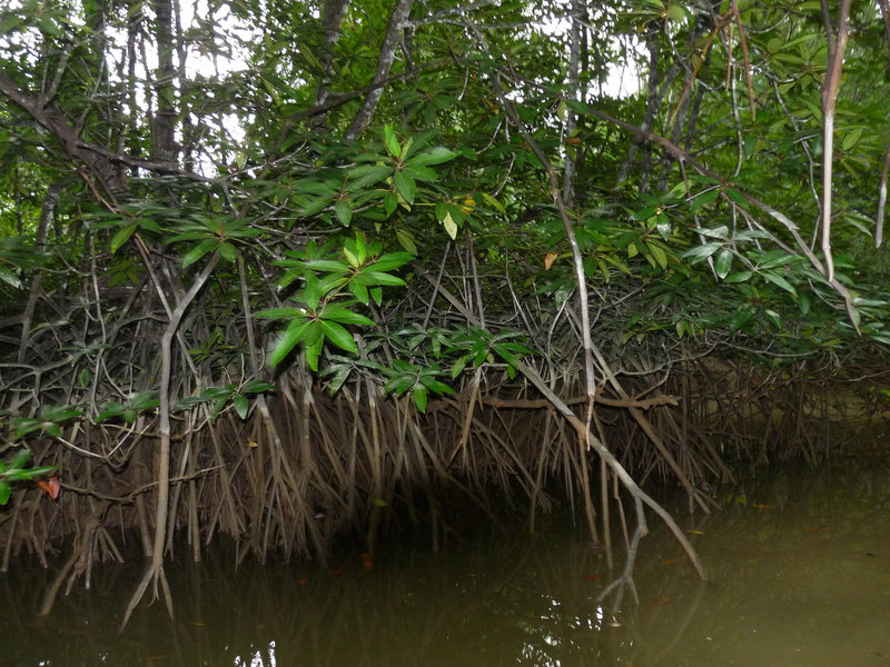 Mangroves