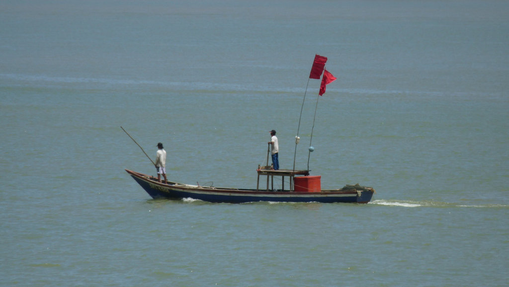 Looking Out for Fish