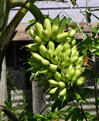 What a Lovely Bunch of Bananas!