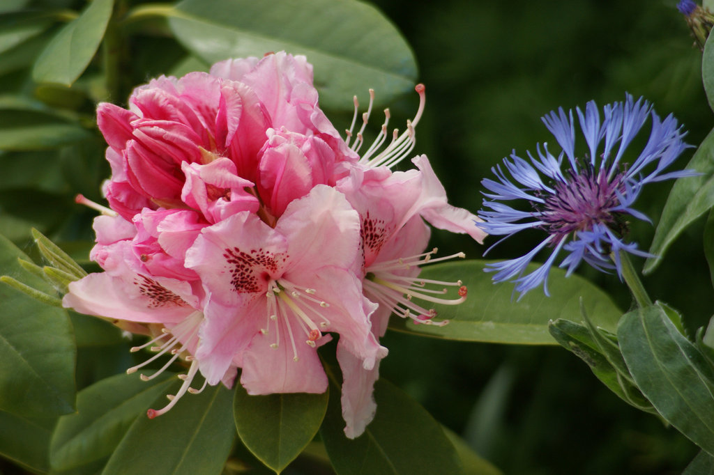 mes fleurs