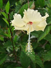 Hibiscus