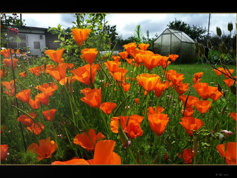 Orange poppy