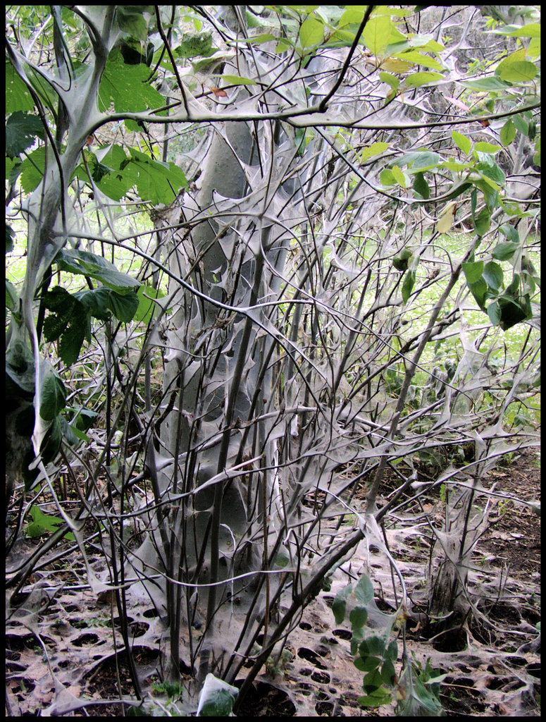 Mit Spinnenweben übersähter Baum