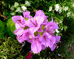 Bougainvillea