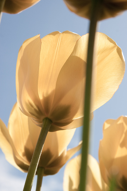 Tulpen im Garten