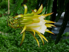 Flower of Dragon Fruit