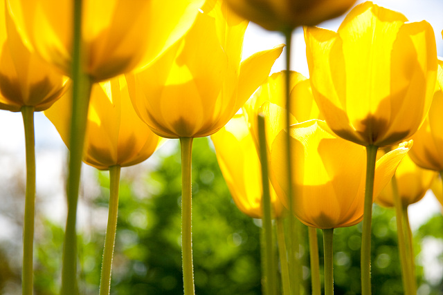 Tulpen im Garten - oben