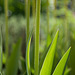 Tulpen im Garten - unten