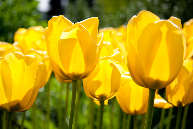 Tulpen im Garten