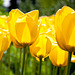 Tulpen im Garten