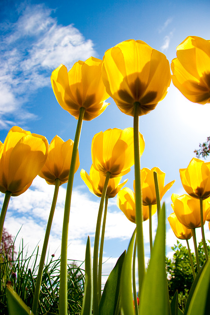 Tulpen im Garten