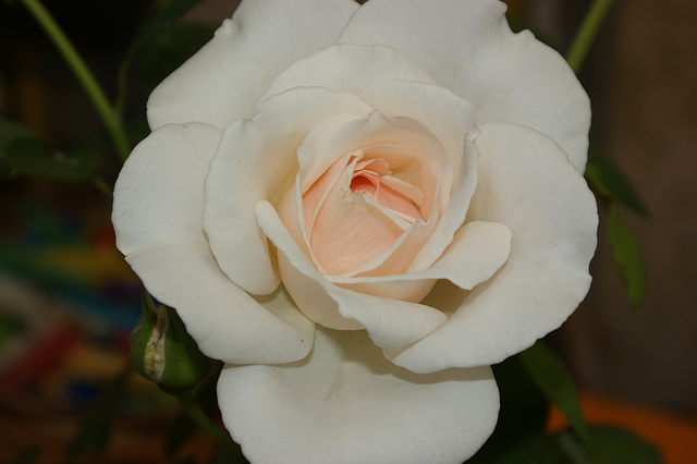 rose blanche à coeur rose