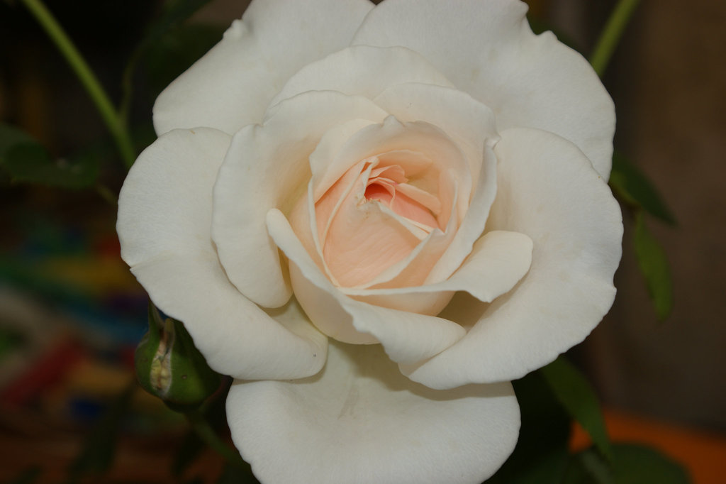 rose blanche à coeur rose