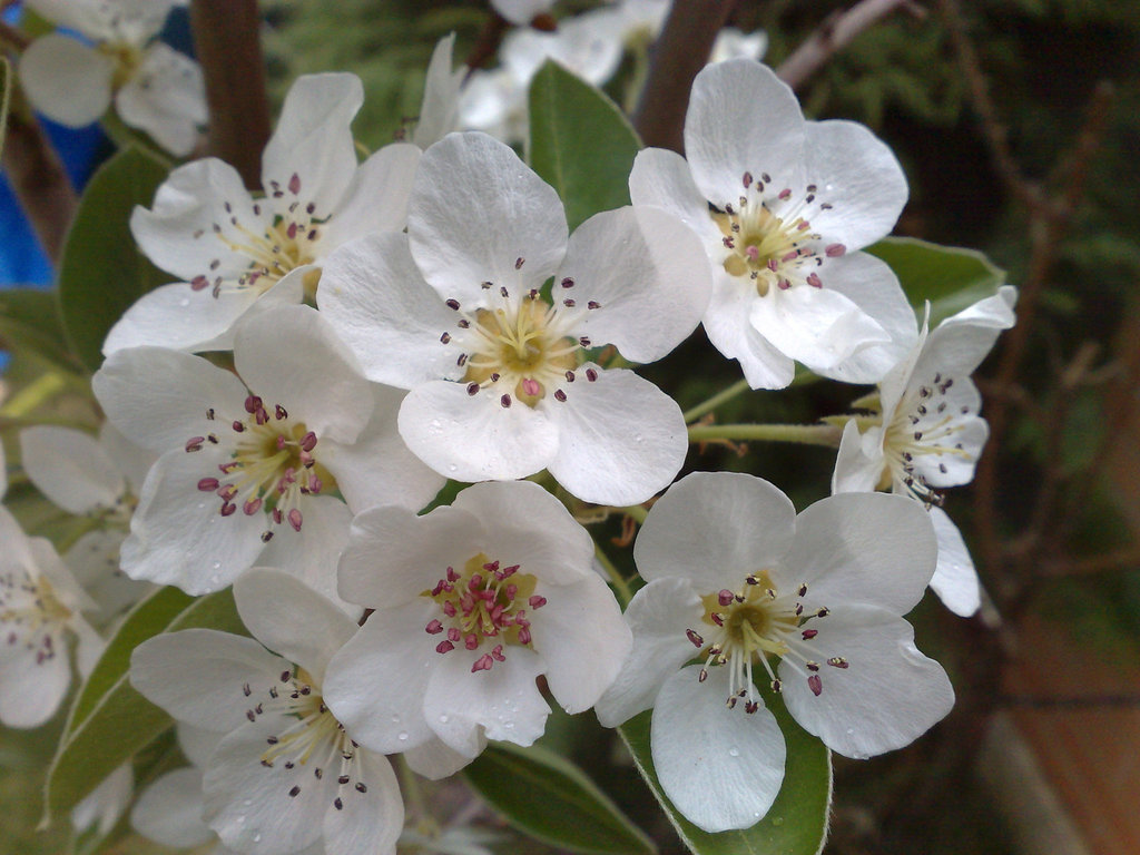 Flores de peral.