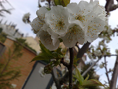 Flores de cerezo.