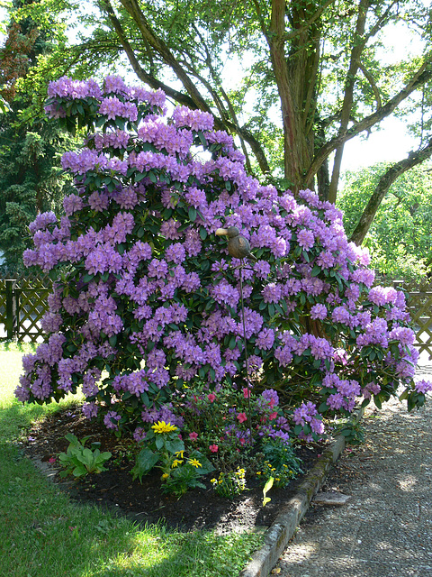 Rhododendron in voller Blüte