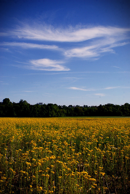 Fields Of Gold