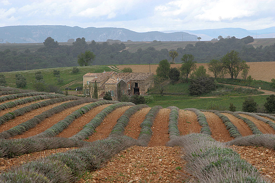 terre de lavande