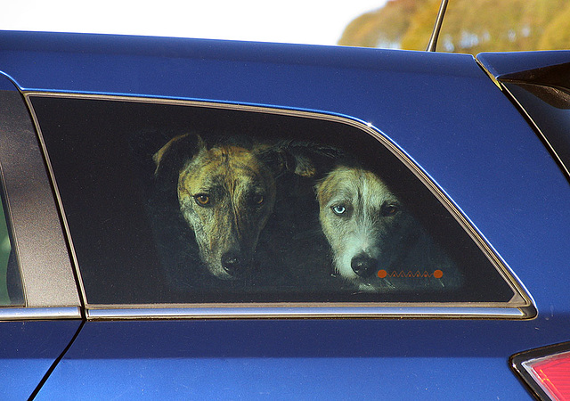 Faces at the window