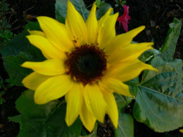 kleine Sonnenblume