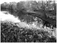 Reflet de rivière et fleurs de rive / River reflection and bank flowers - Ängelholm / Suède / Sweden.  23 octobre 2008 -  N  & B