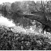 Reflet de rivière et fleurs de rive / River reflection and bank flowers - Ängelholm / Suède / Sweden.  23 octobre 2008 -  N  & B