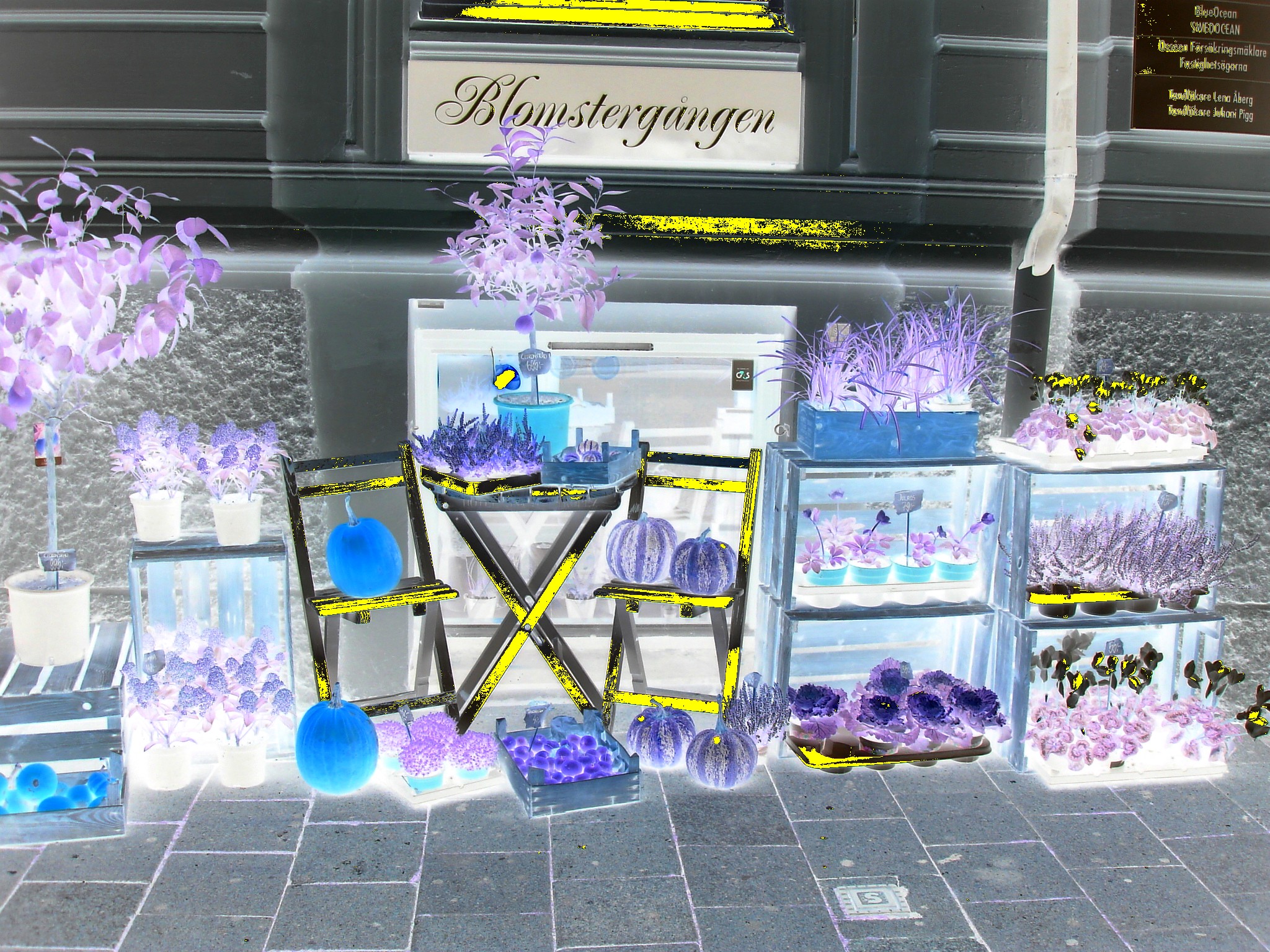 Délice visuel d'un trottoir Blomsterganten /  Blomsterganten sidewalk display - Negative artwork with a hint of yellow / Négatif et touche de jaune