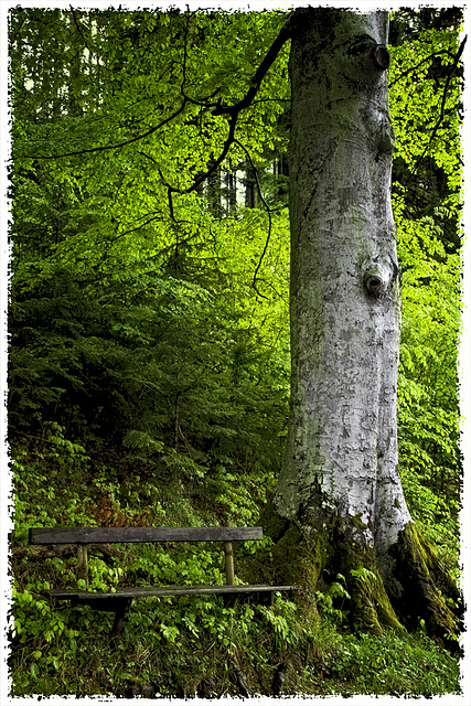 bench in the green