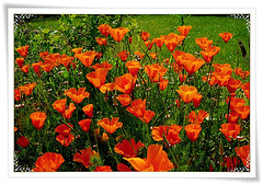 Orange Poppy (2)