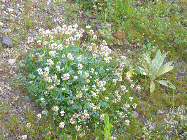 Blumen am Bahndamm