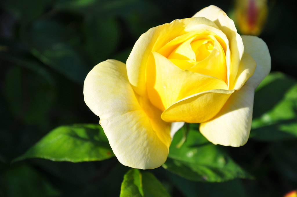 ROSE JAUNE