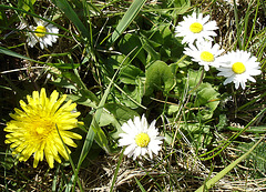 Frühling an der Elbe