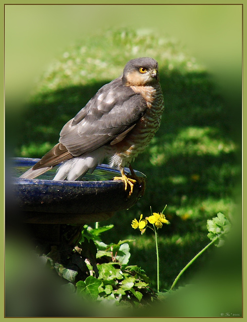 a vistor in my garden