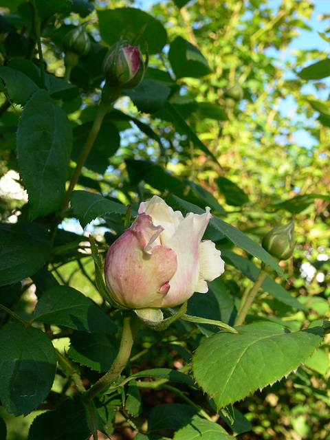 die ersten Rosen des Jahres