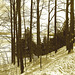 -Paysages d'hiver à proximité de l'abbaye de St-Benoit-du-lac au Québec .  7 Février 2009 Sepia