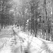 Paysages d'hiver à proximité de l'abbaye de St-Benoit-du-lac au Québec .  7 Février 2009-  B & W