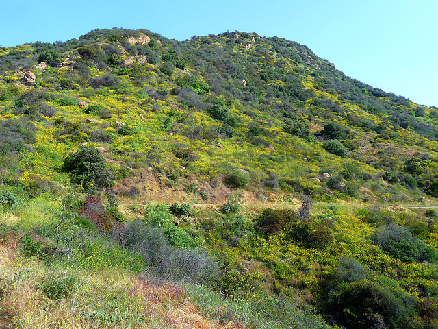 Hollywood Sign Hike (3976)