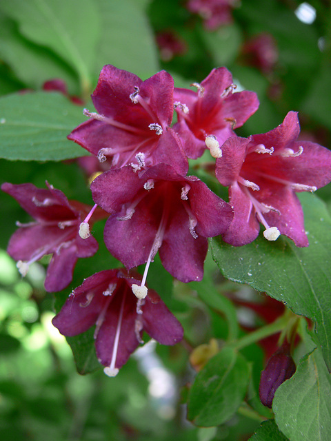 Weigelia "Bristol Ruby"