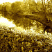 Reflet de rivière et fleurs de rive / River reflection and bank flowers - Ängelholm / Suède / Sweden.  23 octobre 2008- Sepia