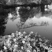 Reflet de rivière et fleurs de rive / River reflection and bank flowers - Ängelholm / Suède / Sweden.  23 octobre 2008-  N & B