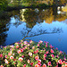 Reflet de rivière et fleurs de rive / River reflection and bank flowers