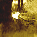 Reflet de rivière et fleurs de rive / River reflection and bank flowers - Ängelholm / Suède / Sweden.  23 octobre 2008- Chaloupe psychédélique sépiatisée