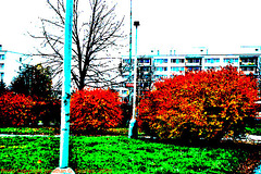 Fall Colors in Sidliste Haje, Supersaturated Version 2, Prague, CZ, 2008