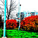 Fall Colors in Sidliste Haje, Supersaturated Version 2, Prague, CZ, 2008