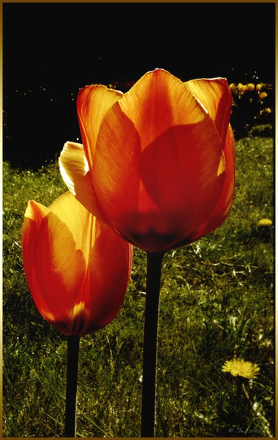 Tulpen