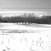 Paysages d'hiver à proximité de l'abbaye de St-Benoit-du-lac au Québec .  7 Février 2009-  B & W