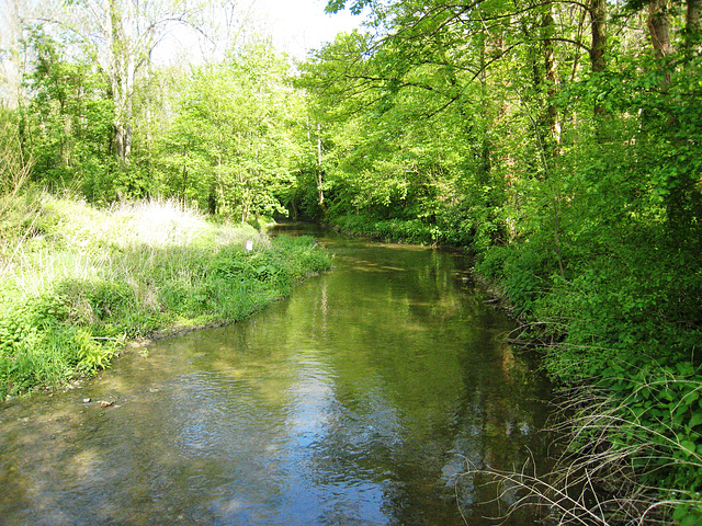 Rû d'ancueil - Moisenay